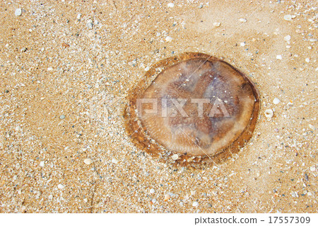 jelly fish on sand jelly fish on sand 17557309