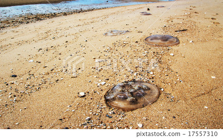 jelly fish on sand jelly fish on sand 17557310