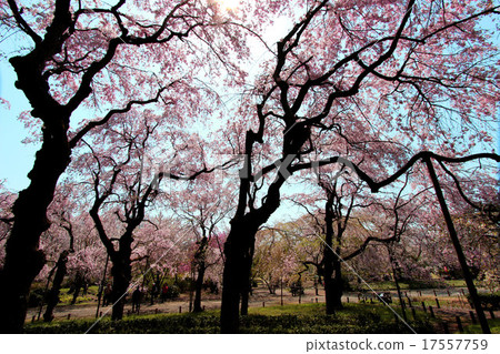 金代植物園的櫻花 17557759
