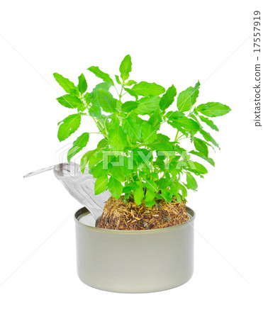 opening a can with a tree opening a can with a tree 17557919