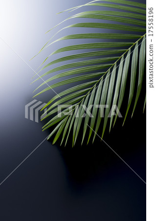 檳榔棕櫚 17558196