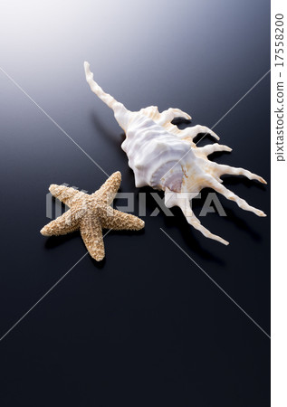 Seashell Seashell 17558200
