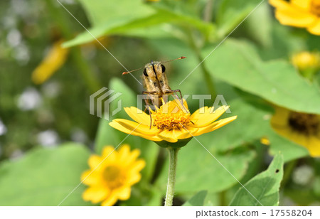 Ichimon dieselis 17558204