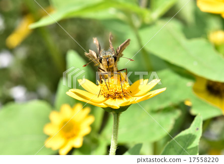 Ichimon dieselis 17558220