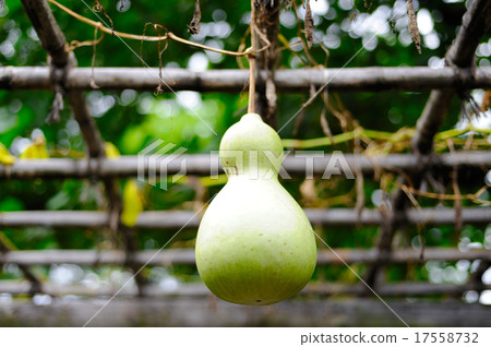 Gourd 17558732
