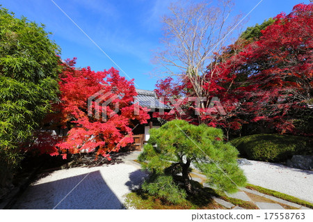 Autumn leaves of Nenzenji Tensenan 17558763