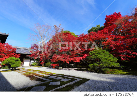 Autumn leaves of Nenzenji Tensenan 17558764