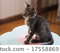 放鬆在貓塔的小貓 17558869