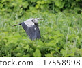 灰鷺 17558998