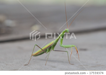 Photos green mantis outdoors. Photos green mantis outdoors. 17559374