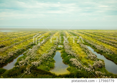 Beautiful field near the sea Beautiful field near the sea 17560779