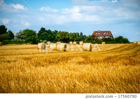 Bales of hay Bales of hay 17560780