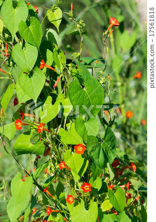 Marubuko sou 17561818