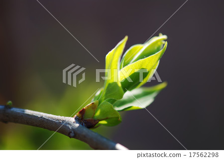 New burgeon on dark background 17562298