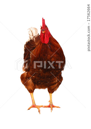 One live rooster on the white 17562664