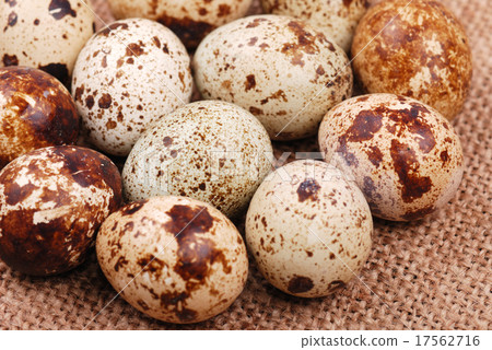 Photo of the quail egg Photo of the quail egg 17562716