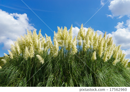 Panpasugurasu 17562960