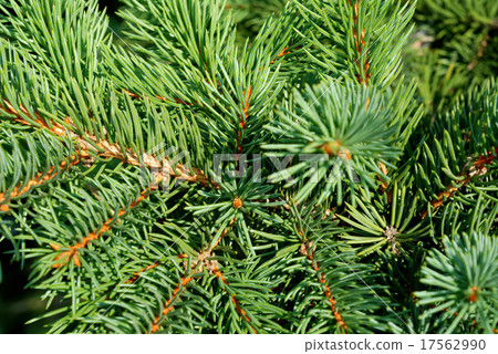 Branches of a natural fur-tree Branches of a natural fur-tree 17562990
