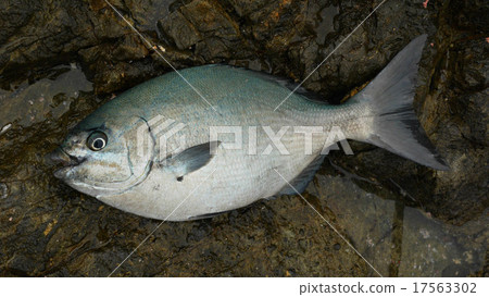 56 cm 3 kg of Izumi 1 56 cm 3 kg of Izumi 1 17563302