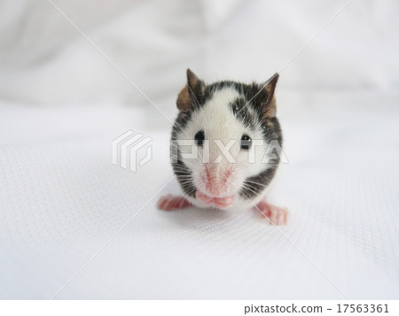 Cute panda mouse 17563361