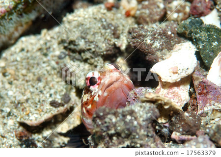 從洞裡顎魚 17563379