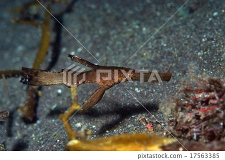 A floating razor 17563385