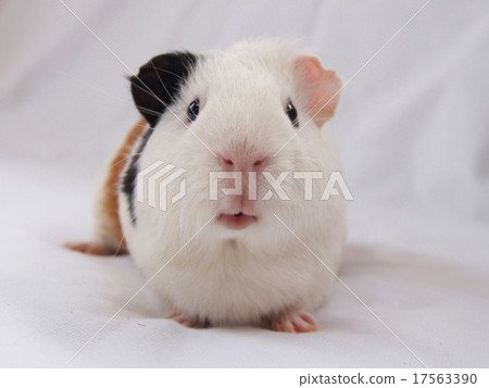 Frontal guinea pig 17563390