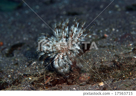 Caterpillar fellows Caterpillar fellows 17563715