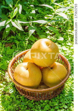 At a pear farm At a pear farm 17563793