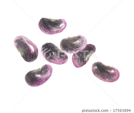 紫色花豆 17563894