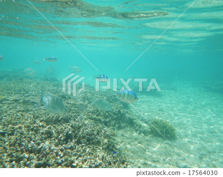 Miyakojima 17564030