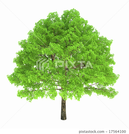 Deciduous tree isolated on white background - Stock Illustration ...