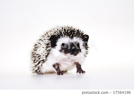 Autumnal animal, bright colorful vivid theme 17564196