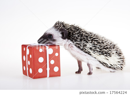 Hedgehog christmas, bright colorful vivid theme 17564224