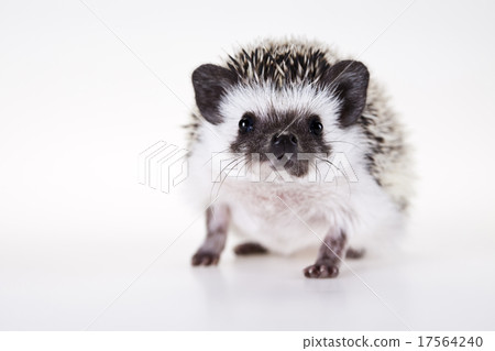 Hedgehog body, bright colorful vivid theme 17564240