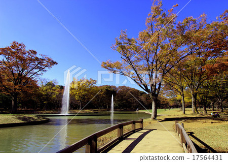 代代木公園秋葉 17564431