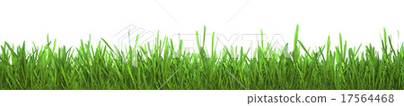 Fresh green grass isolated on white background Fresh green grass isolated on white background 17564468