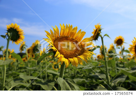 Sunflower field Sunflower field 17565074