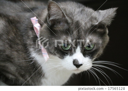 Milk with a ribbon Milk with a ribbon 17565128