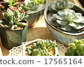 Succulent plant time 17565164