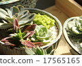 Living with succulent plants 17565165