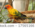 Kogane Mexican parakeet whole body 17565166