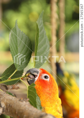 KOGENE Mexican parakeet play 17565167