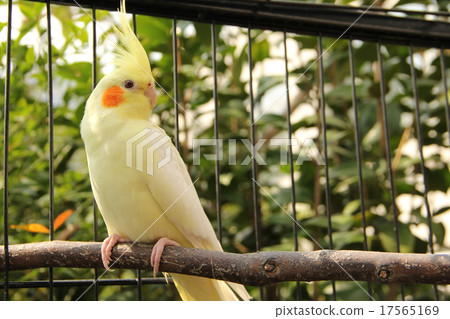 Live with the cockatiel 17565169