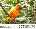 Kokane Mexican parakeet in nature 17565170