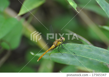 Dragonfly that fits in grass 17565347