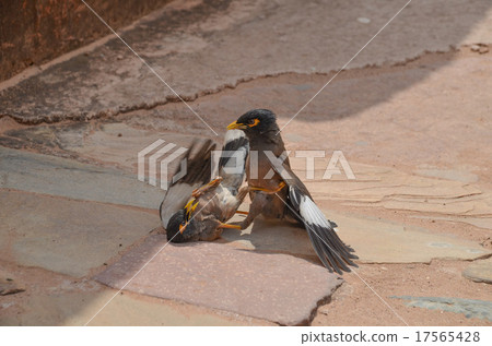 印度辣椒戰鬥 17565428