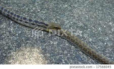 一條蛇喝蛇 一條蛇喝蛇 17566045