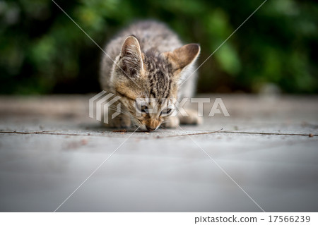 Kitten verifying the smell of the ground Kitten verifying the smell of the ground 17566239