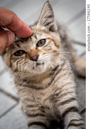 A kitten that is stroked with forehead A kitten that is stroked with forehead 17566240